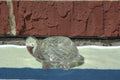 Turtle Tealight